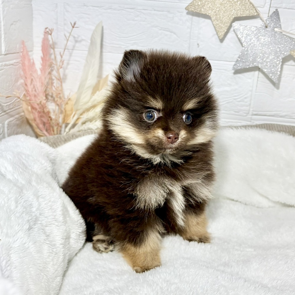 兵庫県のポメラニアン (犬の家＆猫の里ニッケパークタウン加古川店/2026年8月30日生まれ/女の子/チョコレートタン)の子犬の3枚目の画像