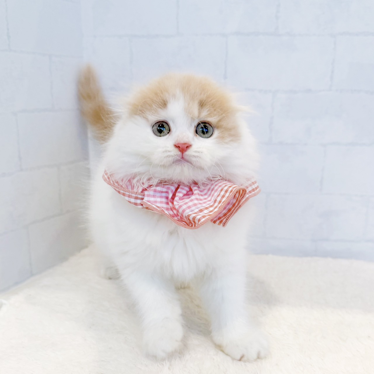 石川県のスコティッシュフォールド (犬の家＆猫の里金沢店/2026年8月28日生まれ/女の子/クリームタビーホワイトバン)の子猫の3枚目の画像