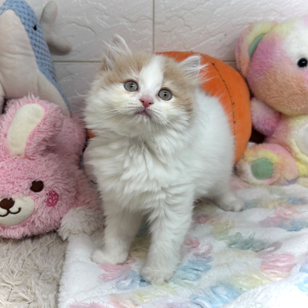 兵庫県のスコティッシュストレート (犬の家＆猫の里ゆめタウン姫路店/2026年8月28日生まれ/女の子/クリームタビーホワイトバン)の子猫の3枚目の画像