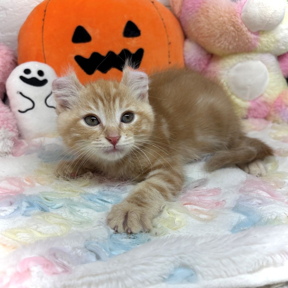 兵庫県のアメリカンカール (犬の家＆猫の里ゆめタウン姫路店/2026年8月29日生まれ/男の子/レッドタビー)の子猫の3枚目の画像