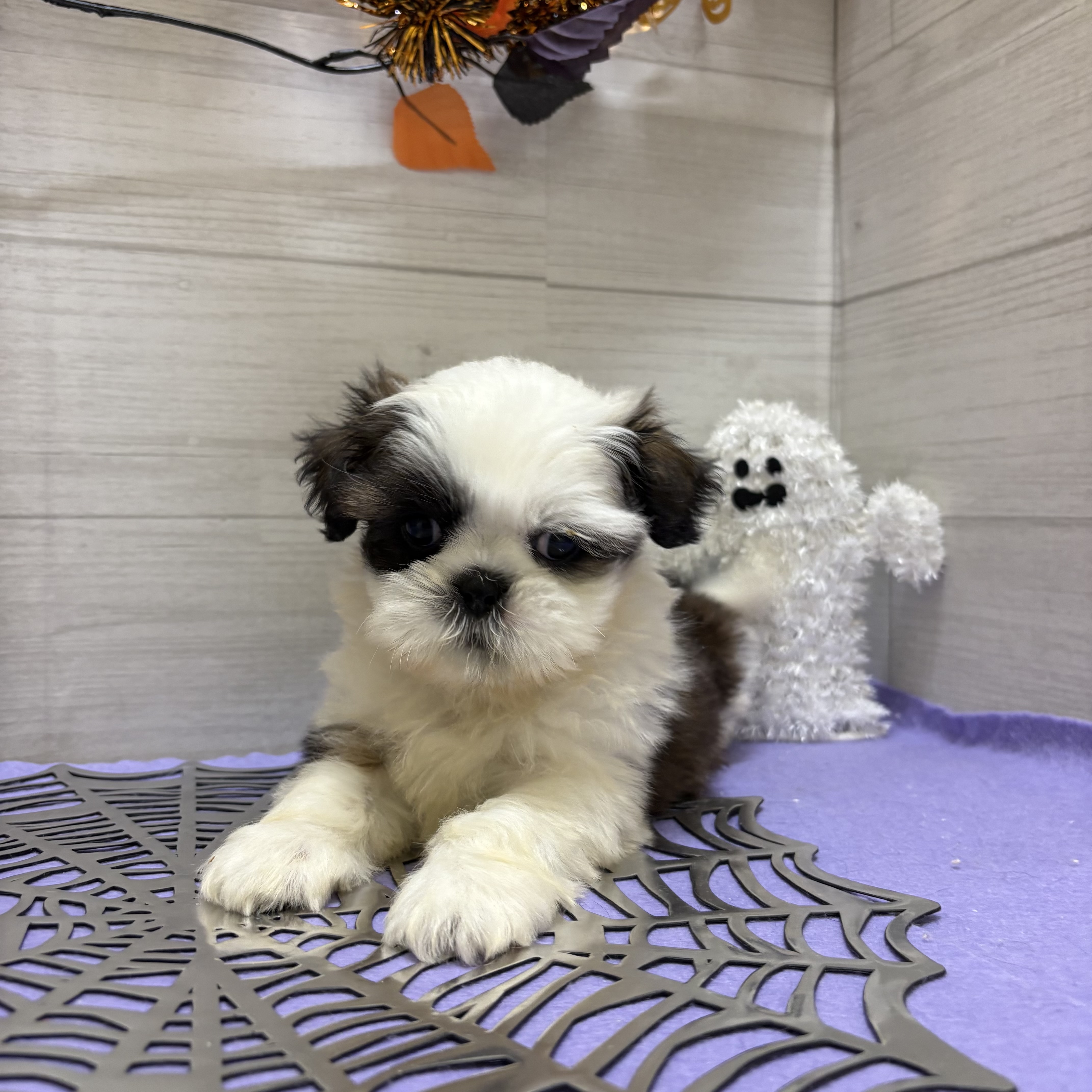 岡山県のシーズー (犬の家＆猫の里天満屋ハピーズ西大寺モール店/2026年8月30日生まれ/男の子/ゴールドホワイト)の子犬の3枚目の画像