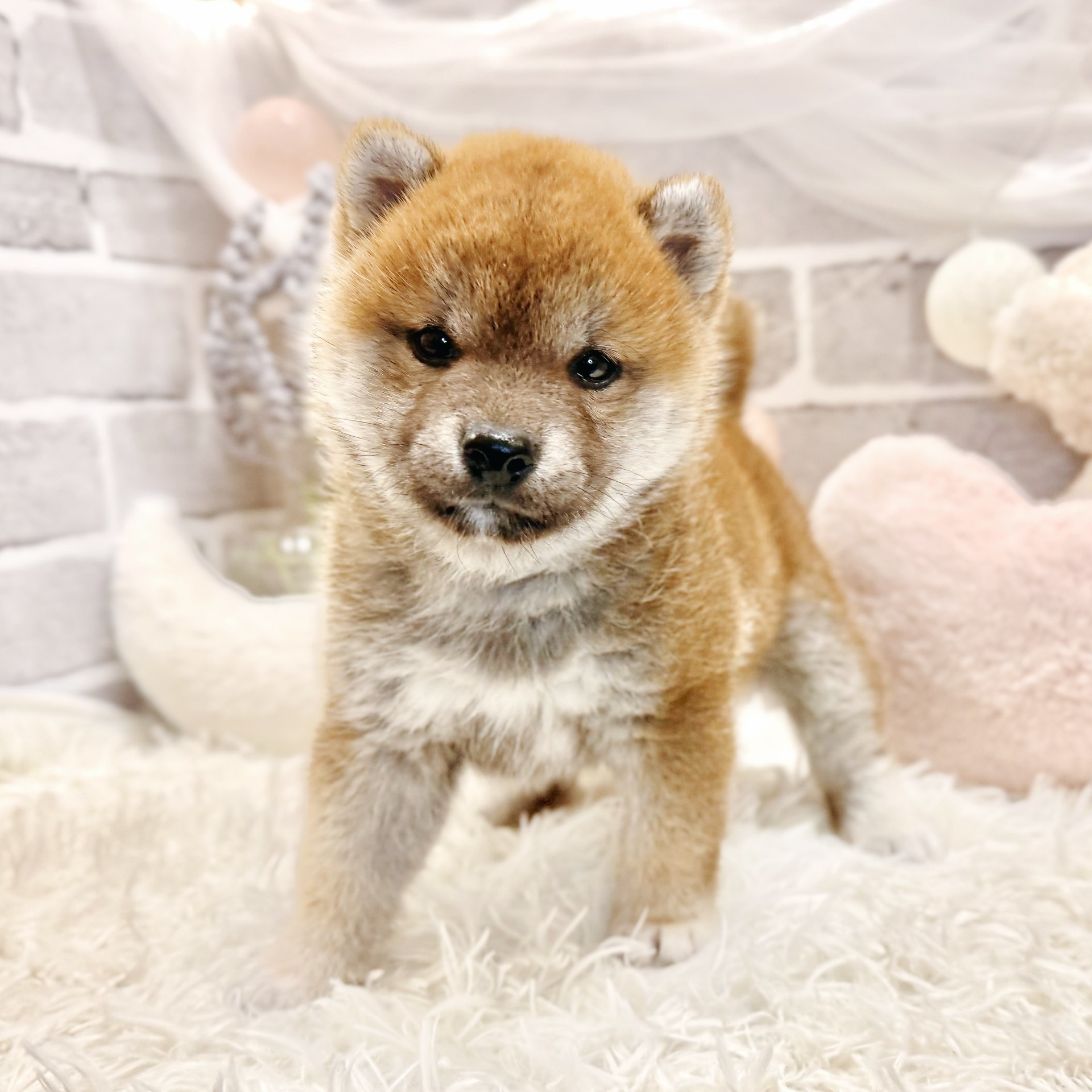 兵庫県の柴犬(標準サイズ) (犬の家＆猫の里神戸店/2026年8月27日生まれ/男の子/赤)の子犬の3枚目の画像