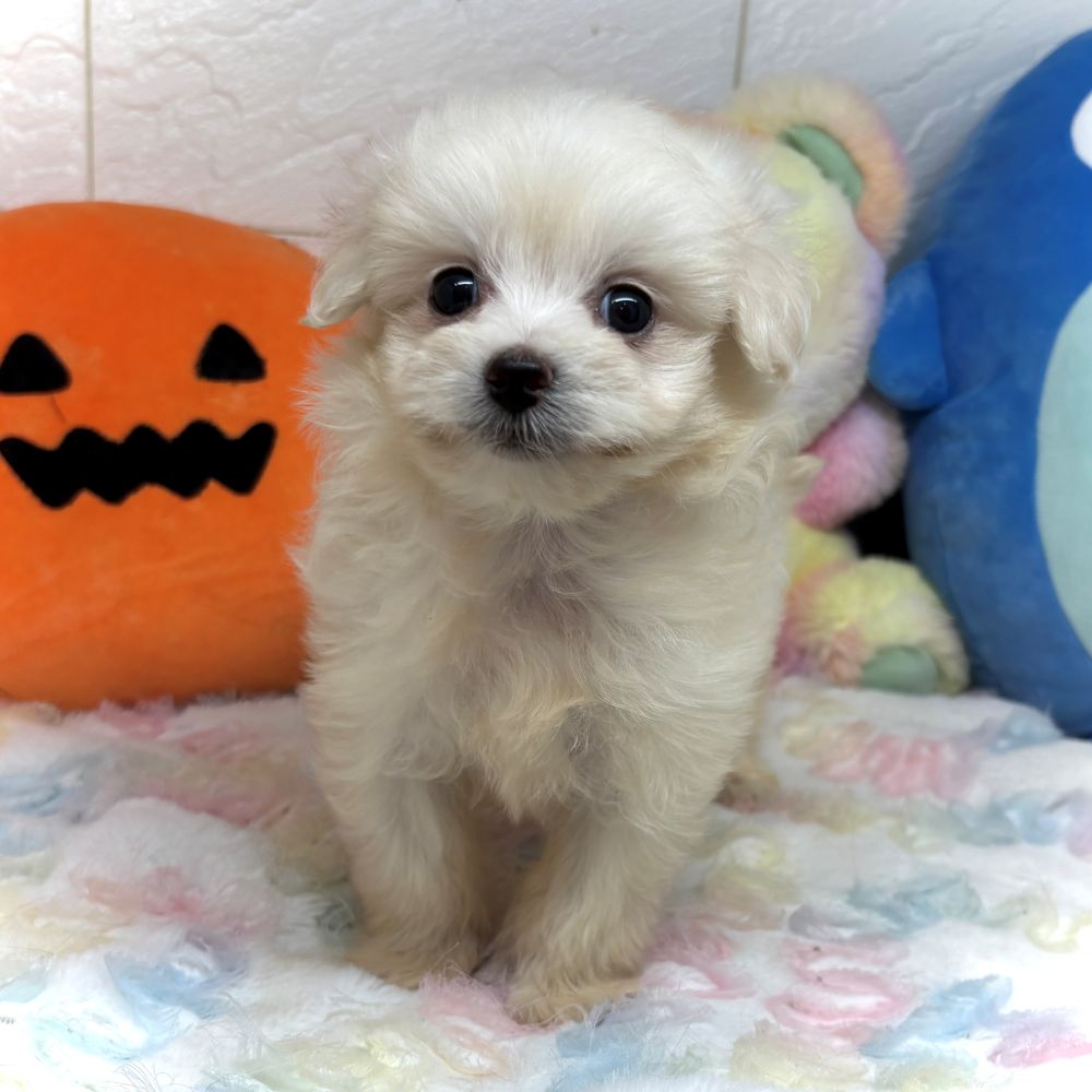 兵庫県のポメプー(ポメラニアン×プードル) (犬の家＆猫の里ゆめタウン姫路店/2026年8月28日生まれ/女の子/クリーム)の子犬の3枚目の画像