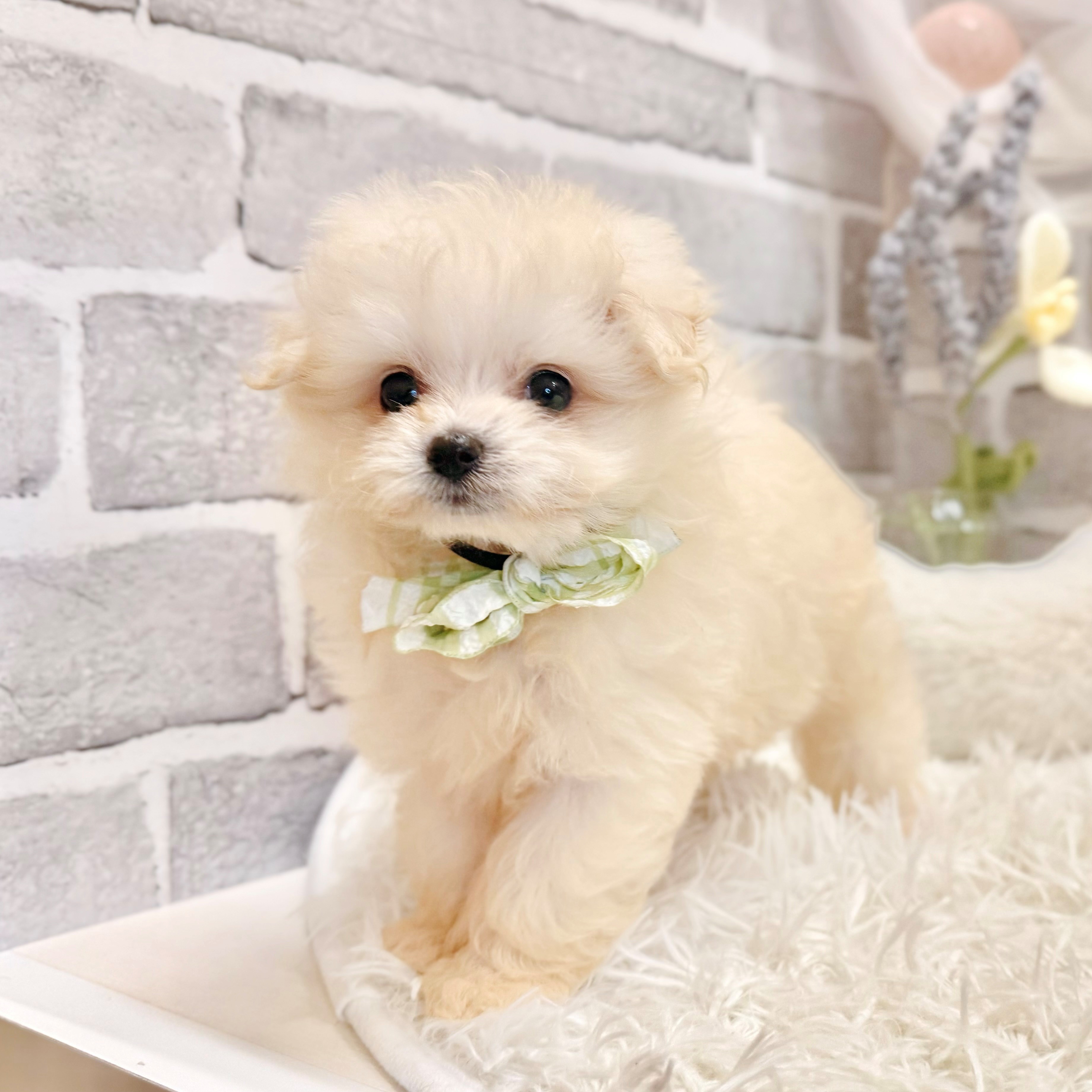 兵庫県のポメプー(ポメラニアン×プードル) (犬の家＆猫の里神戸店/2026年8月28日生まれ/女の子/クリーム)の子犬の3枚目の画像