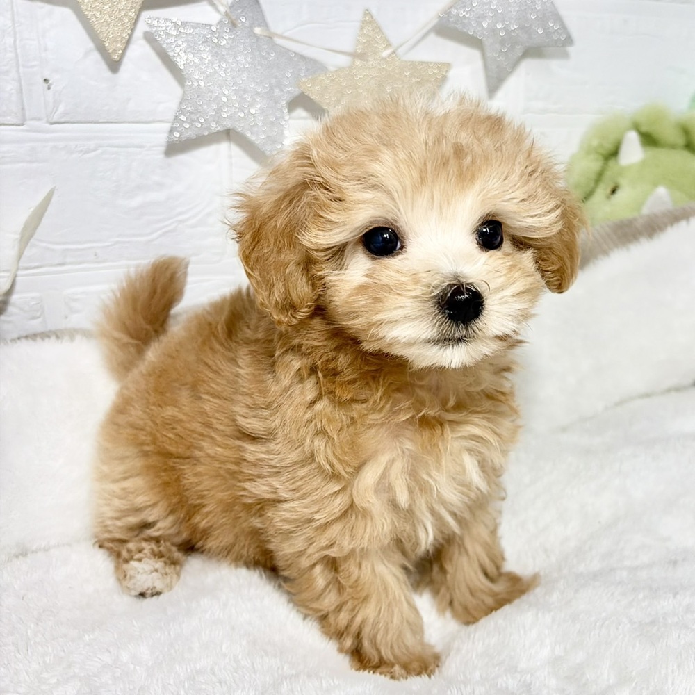 兵庫県のマルプー(マルチーズ×プードル) (犬の家＆猫の里ニッケパークタウン加古川店/2026年8月30日生まれ/女の子/クリーム)の子犬の3枚目の画像