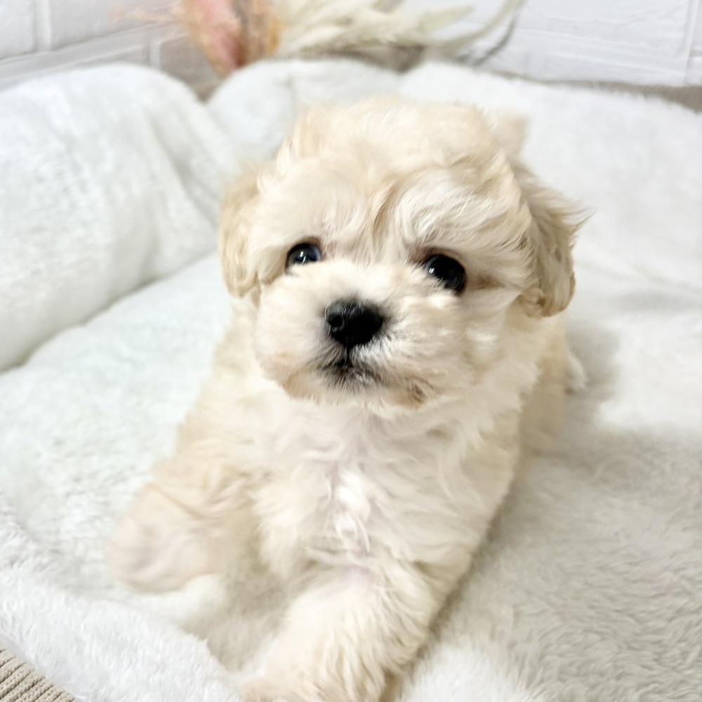 兵庫県のマルプー(マルチーズ×プードル) (犬の家＆猫の里ニッケパークタウン加古川店/2026年8月29日生まれ/男の子/クリーム)の子犬の3枚目の画像