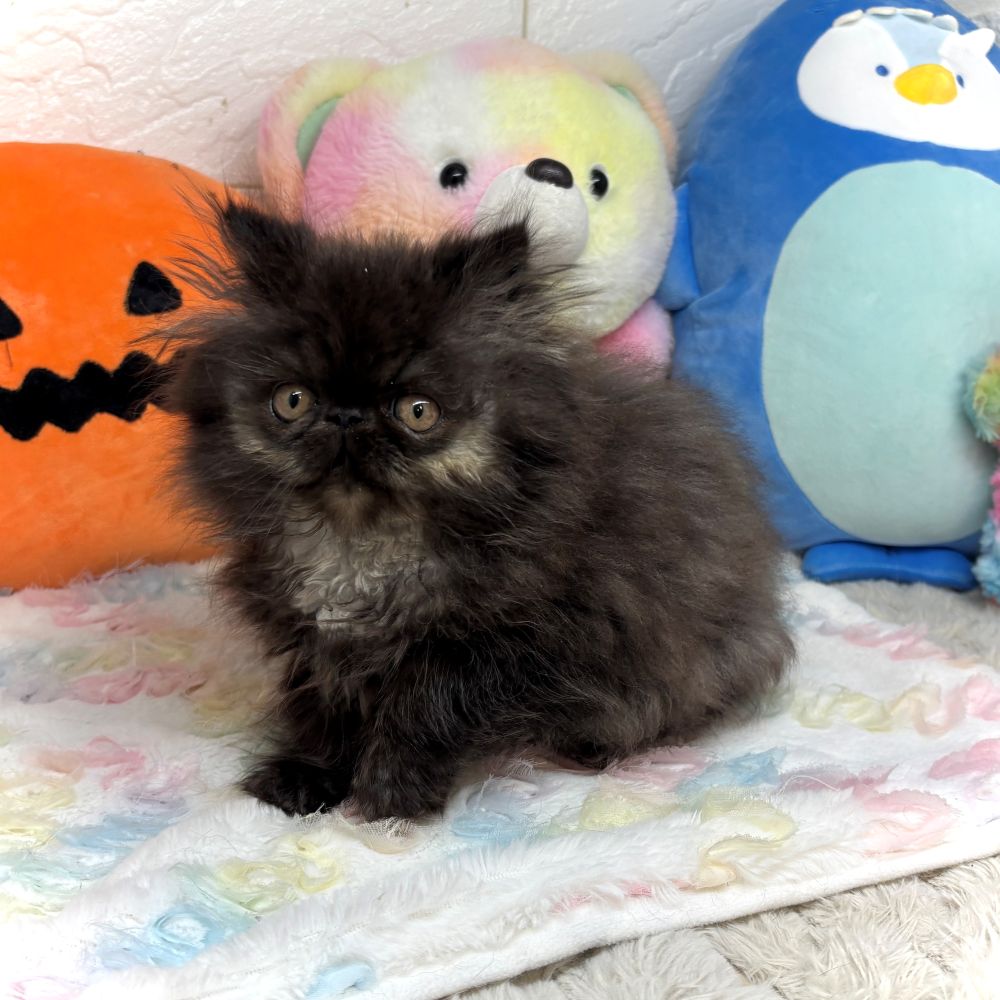 兵庫県のエキゾチック (犬の家＆猫の里ゆめタウン姫路店/2026年8月26日生まれ/男の子/ブラックスモーク)の子猫の3枚目の画像