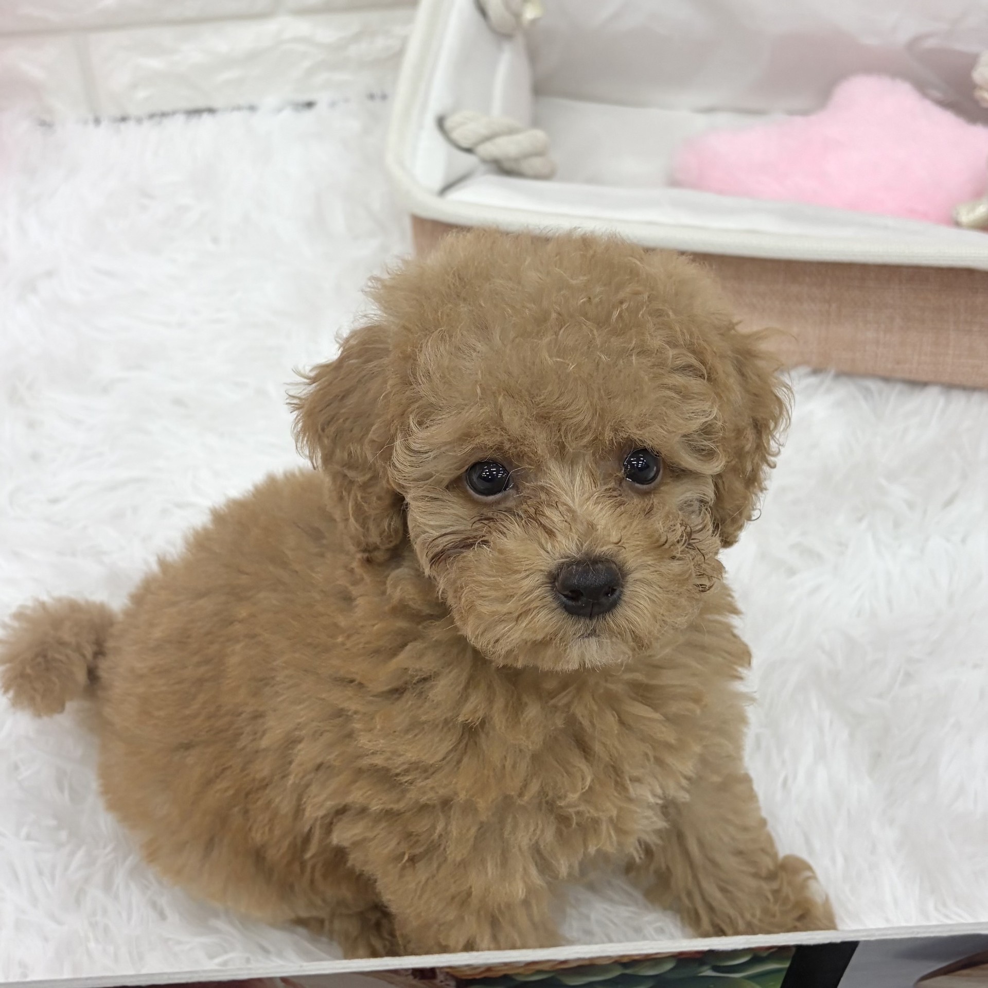 愛知県のトイプードル(トイ) (犬の家＆猫の里MEGAドン・キホーテ東海名和店/2026年8月28日生まれ/女の子/アプリコット)の子犬の3枚目の画像