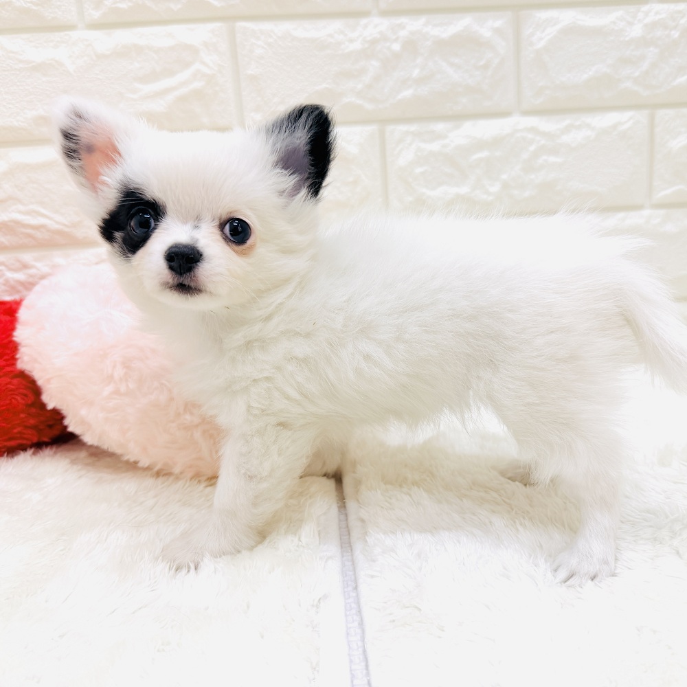 愛知県のチワワ(ロング) (犬の家＆猫の里アミーゴ神の倉店/2026年8月30日生まれ/女の子/ホワイトブラック)の子犬の3枚目の画像