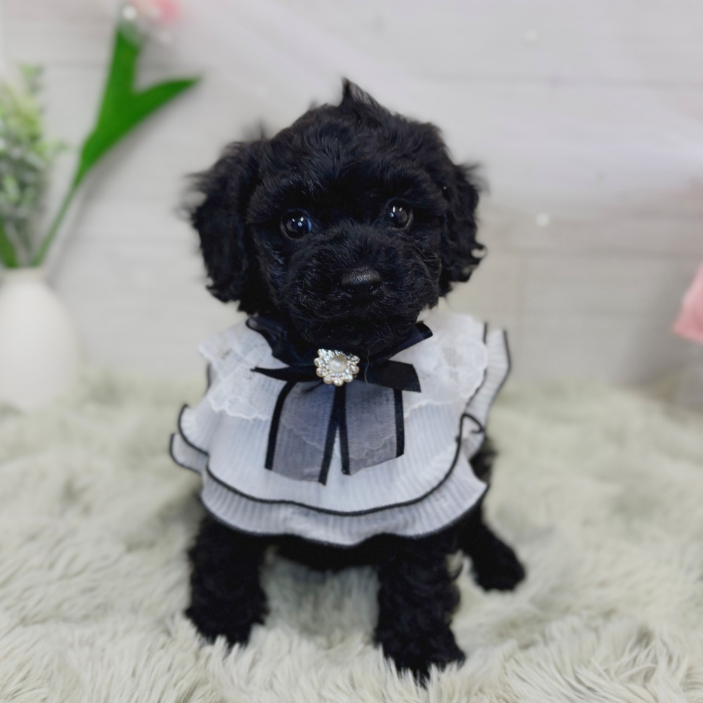 神奈川県のトイプードル(トイ) (犬の家＆猫の里相模原店/2026年9月1日生まれ/男の子/ブラック)の子犬の3枚目の画像