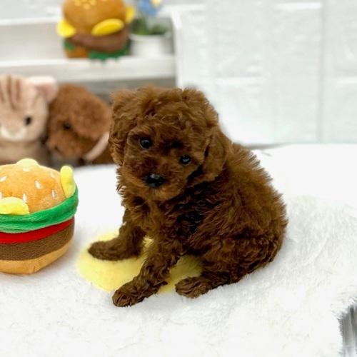 愛知県のトイプードル(タイニー) (犬の家＆猫の里豊川インター店/2026年9月1日生まれ/男の子/レッド)の子犬の3枚目の画像