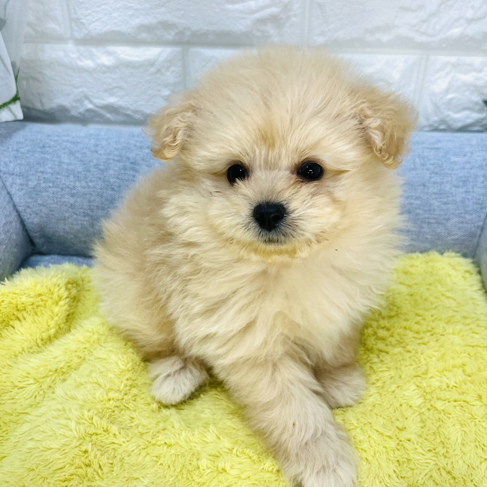 長野県のポメプー(ポメラニアン×プードル) (犬の家＆猫の里塩尻店/2026年8月31日生まれ/男の子/アプリコット)の子犬の3枚目の画像