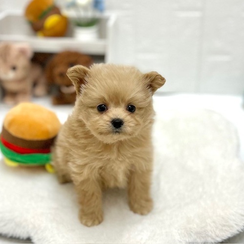 愛知県のポメプー(ポメラニアン×プードル) (犬の家＆猫の里豊川インター店/2026年8月31日生まれ/女の子/アプリコット)の子犬の3枚目の画像