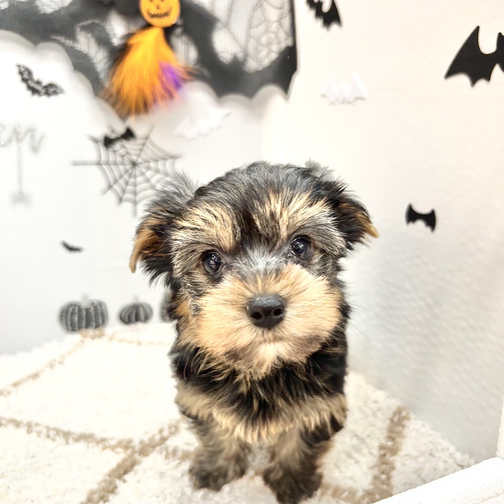 静岡県のヨークシャーテリア (犬の家＆猫の里プレ葉ウォーク浜北店/2026年8月30日生まれ/女の子/スチールブルータン)の子犬の3枚目の画像