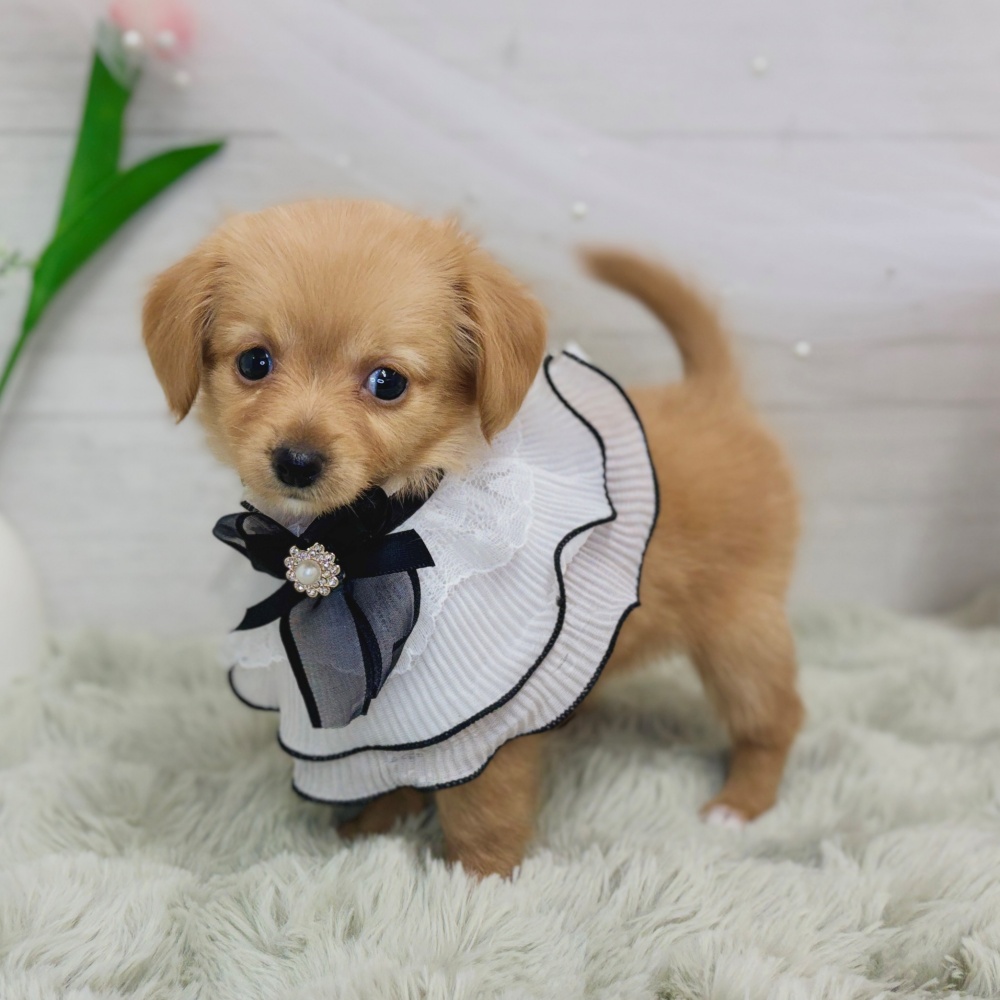 神奈川県のチワックス(チワワ×ダックス) (犬の家＆猫の里相模原店/2026年8月25日生まれ/女の子/ゴールド)の子犬の3枚目の画像
