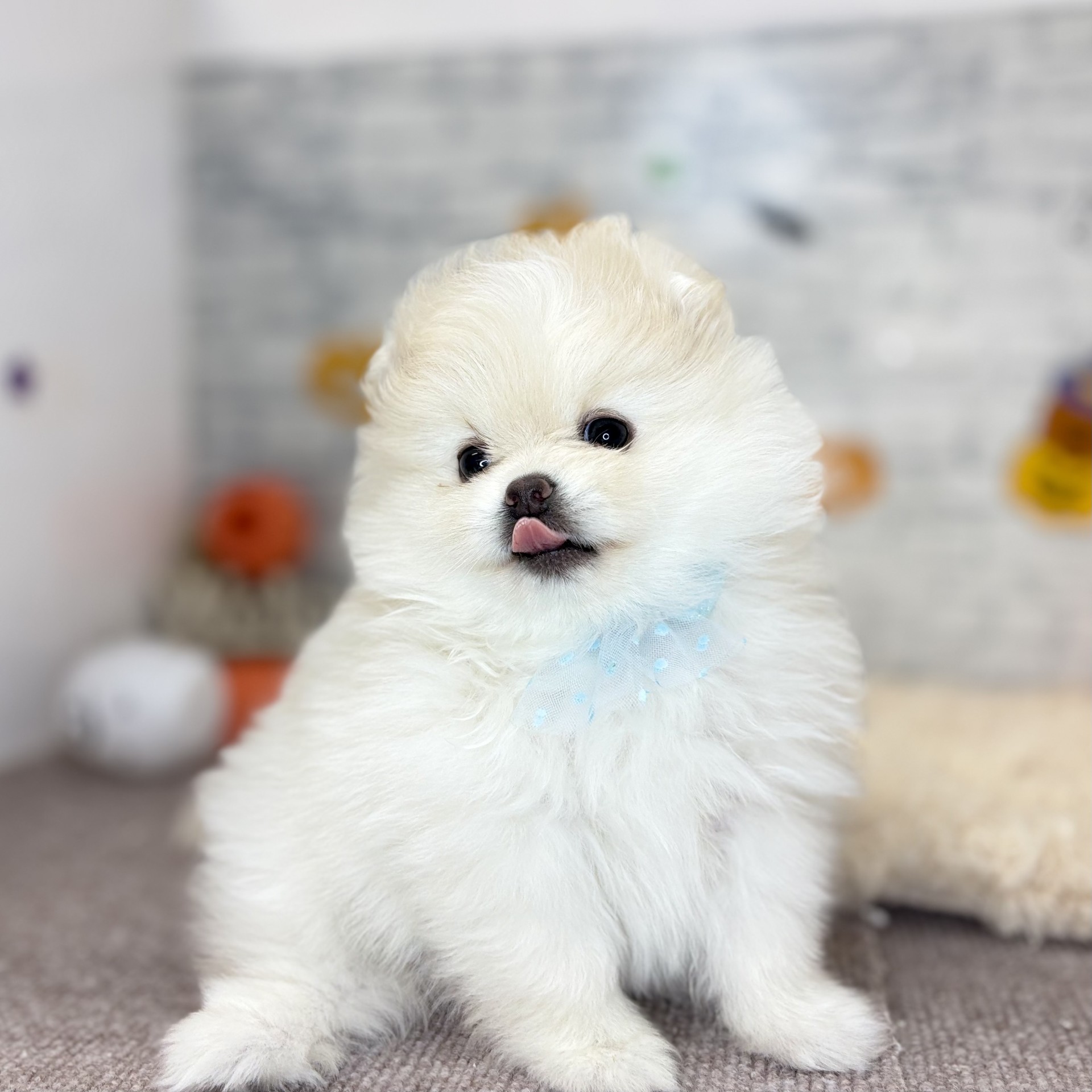 長野県のポメラニアン (犬の家＆猫の里長野店/2026年9月1日生まれ/女の子/ホワイト)の子犬の3枚目の画像