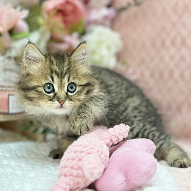 千葉県のミヌエット (犬の家＆猫の里ワンズモール稲毛店/2026年9月1日生まれ/女の子/ブラウンタビー)の子猫の3枚目の画像