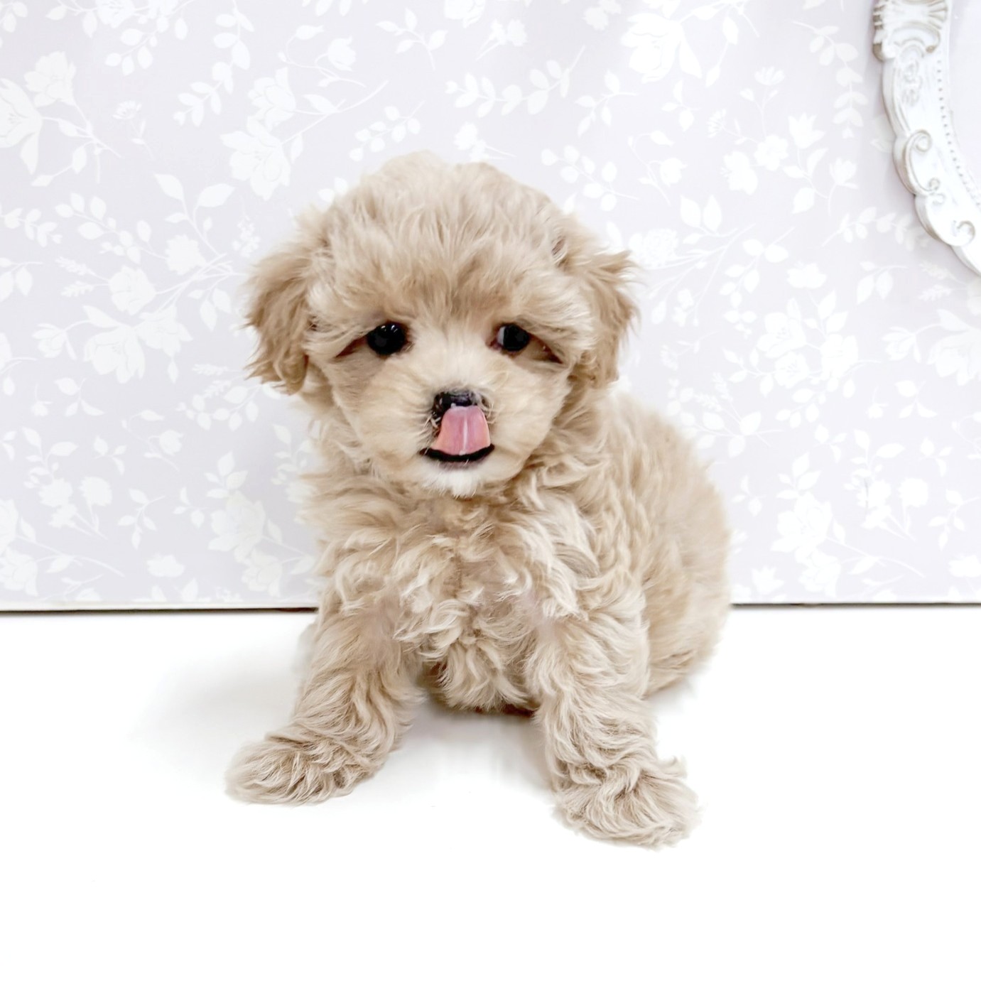 富山県のマルプー(マルチーズ×プードル) (犬の家＆猫の里アミーゴ高岡蓮花寺店/2026年8月30日生まれ/女の子/アプリコットホワイト)の子犬の3枚目の画像