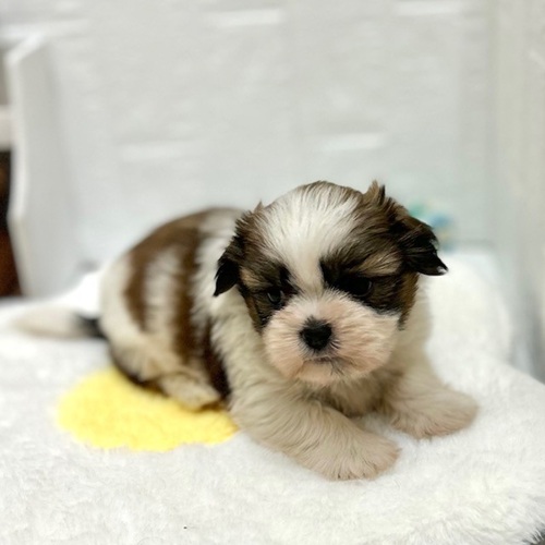 愛知県のシーズー (犬の家＆猫の里豊川インター店/2026年8月30日生まれ/男の子/ホワイトブラウン)の子犬の3枚目の画像