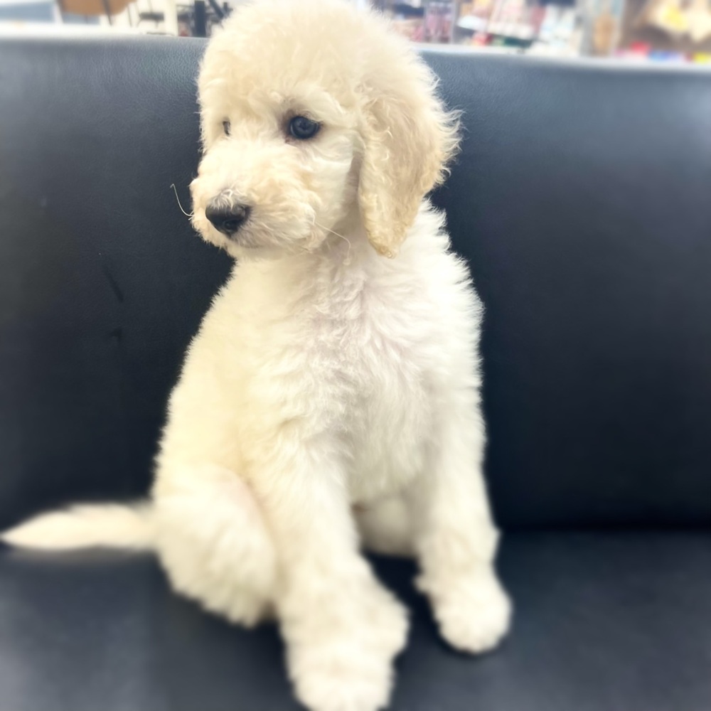 長野県のスタンダードプードル (犬の家＆猫の里塩尻店/2026年8月29日生まれ/男の子/ホワイト)の子犬の3枚目の画像