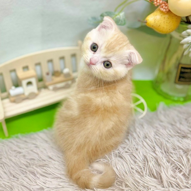 静岡県のスコティッシュフォールド (犬の家＆猫の里藤枝店/2026年9月1日生まれ/男の子/クリームタビーホワイト)の子猫の1枚目の画像