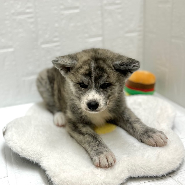 愛知県の秋田犬 (犬の家＆猫の里豊川インター店/2026年8月31日生まれ/女の子/虎)の子犬の3枚目の画像