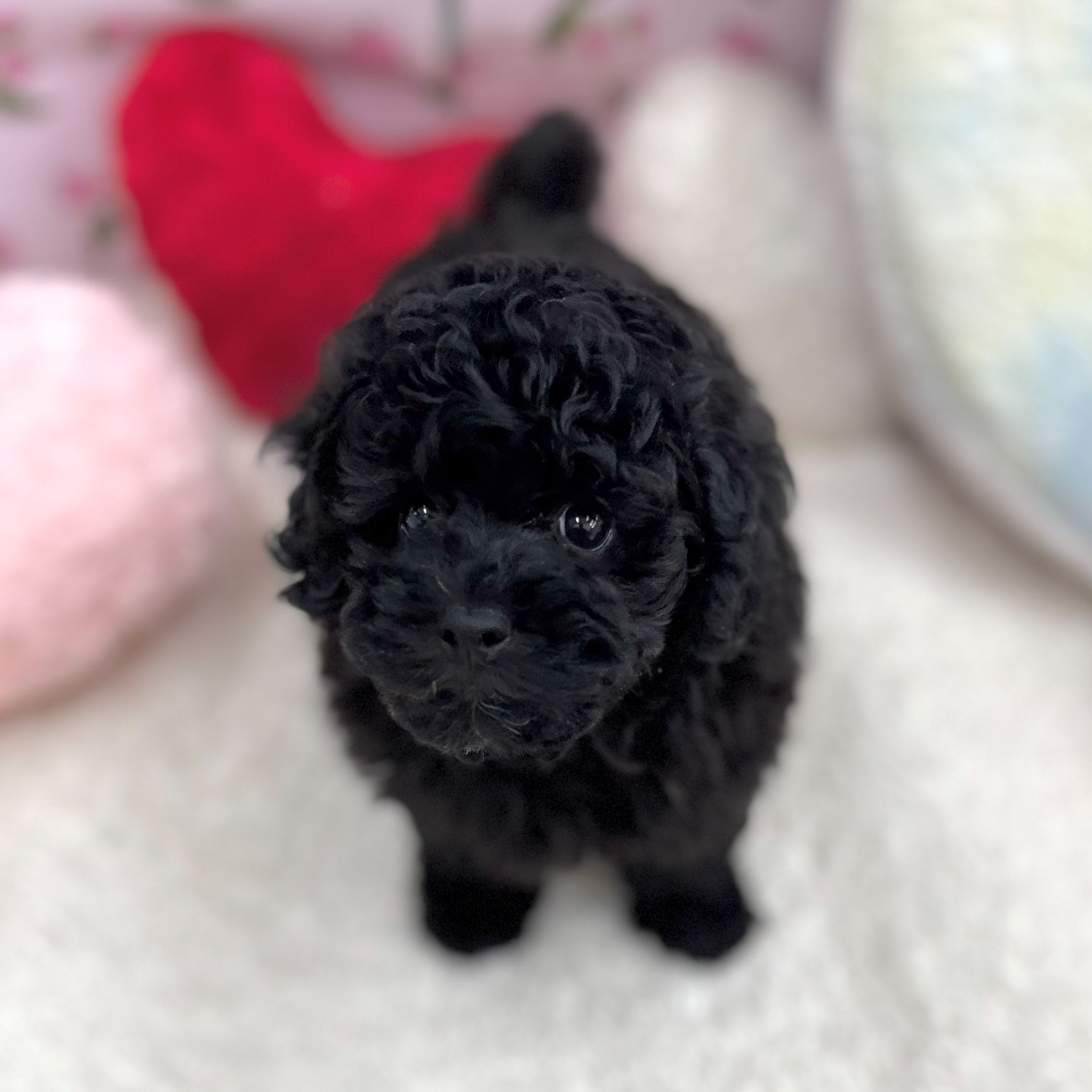 愛知県のトイプードル(トイ) (犬の家＆猫の里エアポートウォーク店/2026年8月31日生まれ/男の子/ブラック)の子犬の3枚目の画像