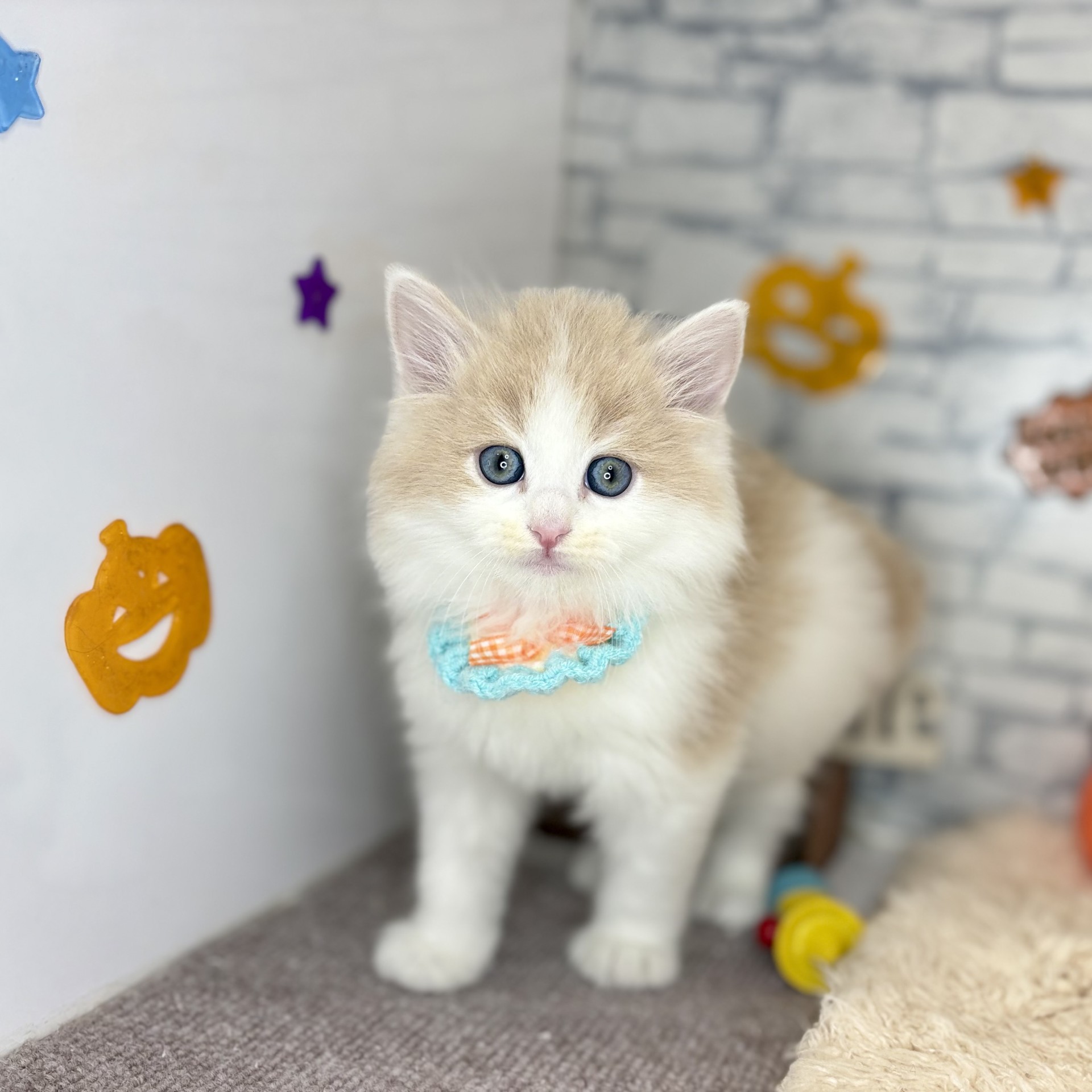 長野県のサイベリアン (犬の家＆猫の里長野店/2026年8月30日生まれ/男の子/クリームタビーホワイト)の子猫の3枚目の画像