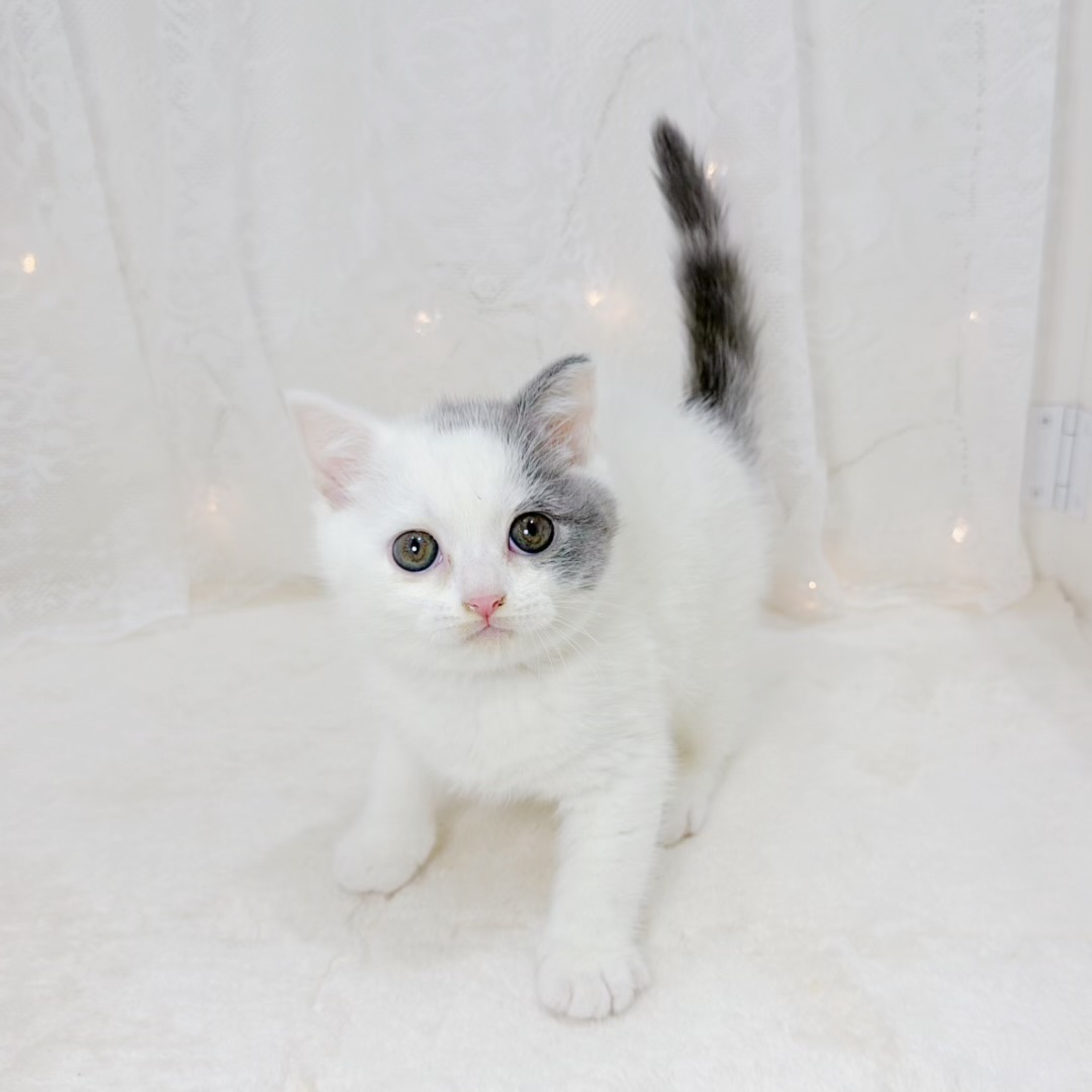 千葉県のブリティッシュショートヘアー (犬の家＆猫の里BIGHOPガーデンモール印西店/2026年9月1日生まれ/男の子/ブルーホワイト)の子猫の3枚目の画像