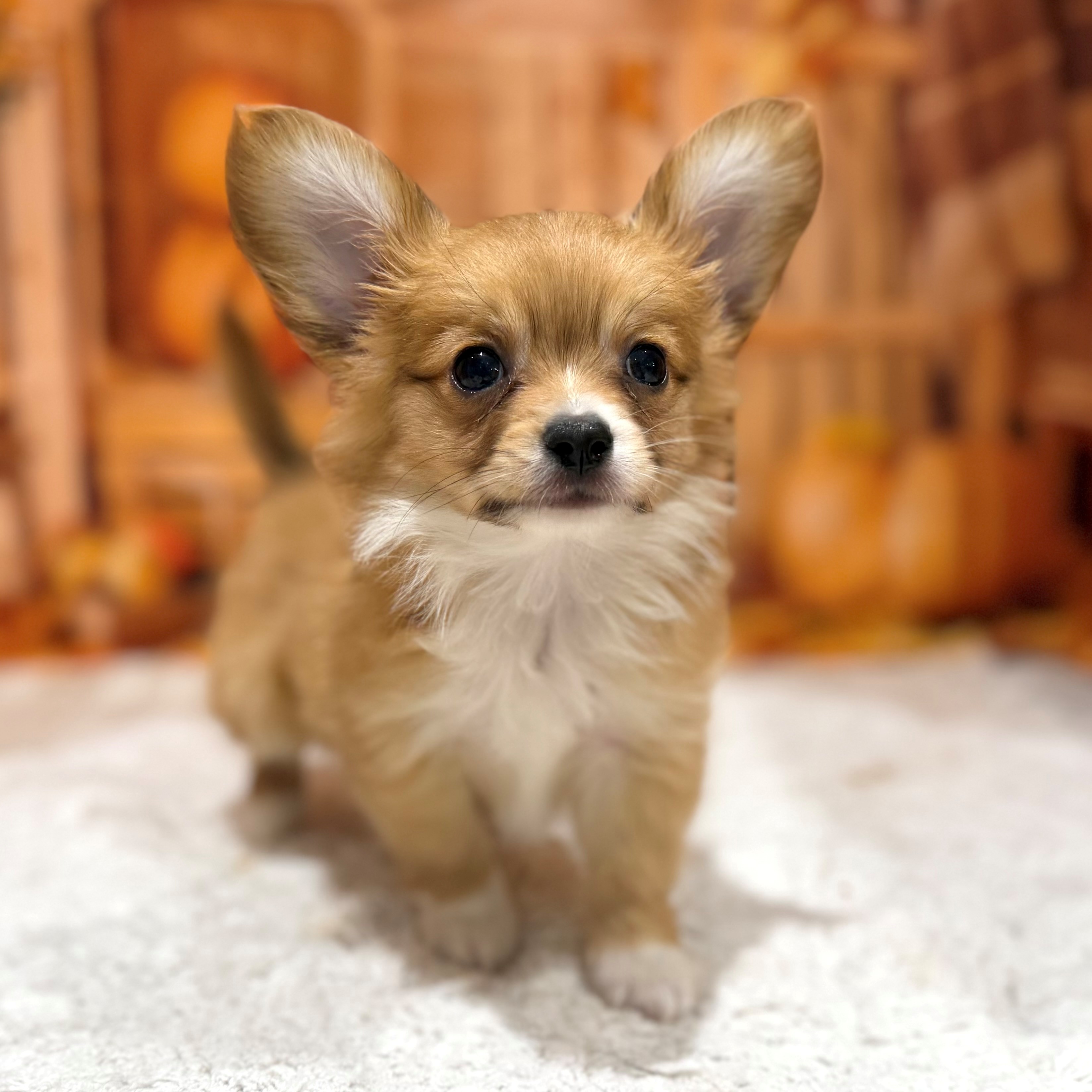 ハーフ犬男の子の写真