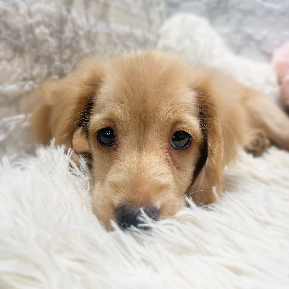 愛知県のミニチュアダックスフンド(ロング) (犬の家＆猫の里MiO香久山店/2026年8月30日生まれ/女の子/イエロー)の子犬の3枚目の画像