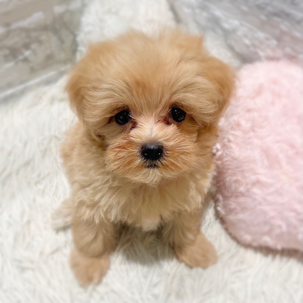 ハーフ犬男の子の写真