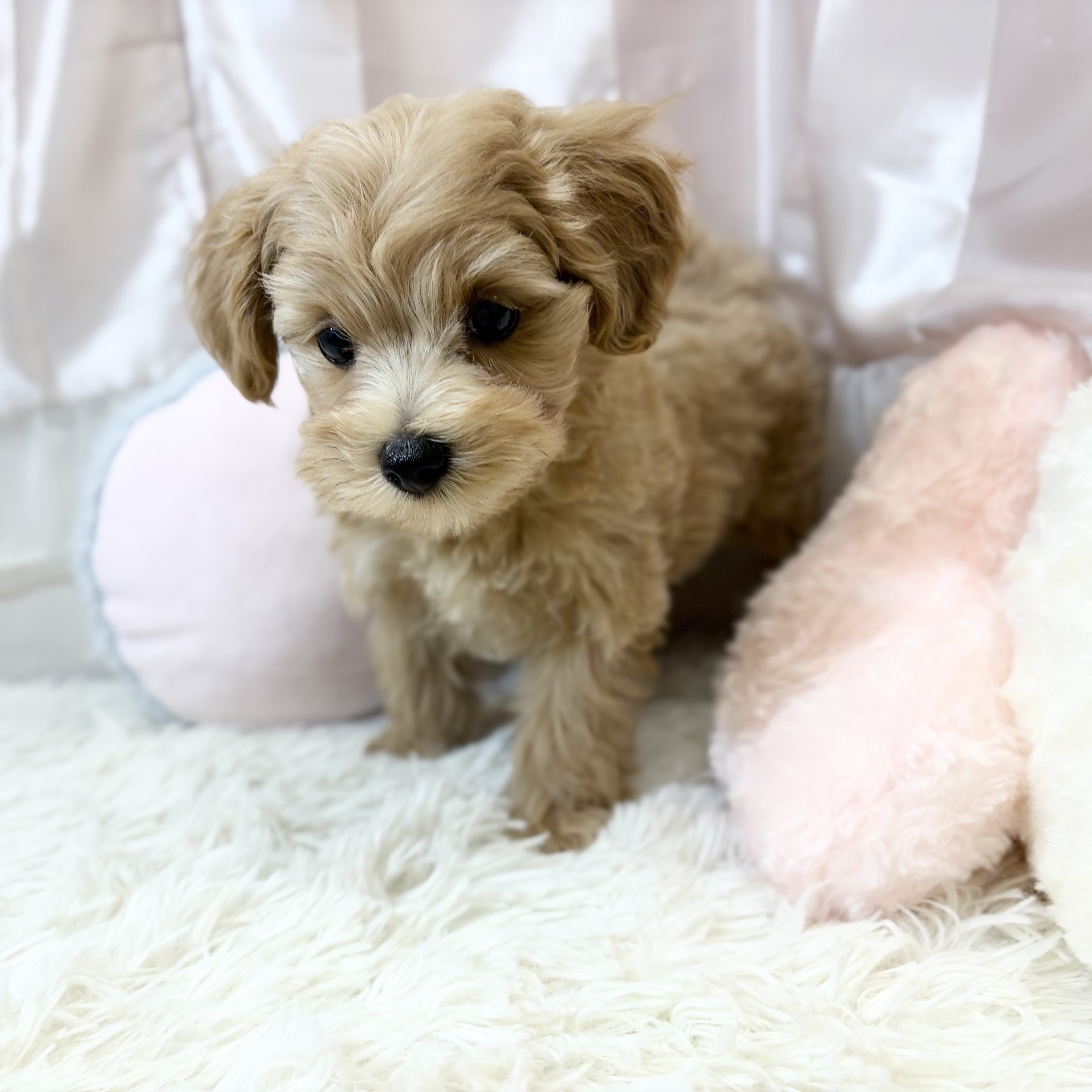 兵庫県のマルプー(マルチーズ×プードル) (犬の家＆猫の里カナート西神戸店/2026年8月31日生まれ/女の子/アプリコット)の子犬の3枚目の画像