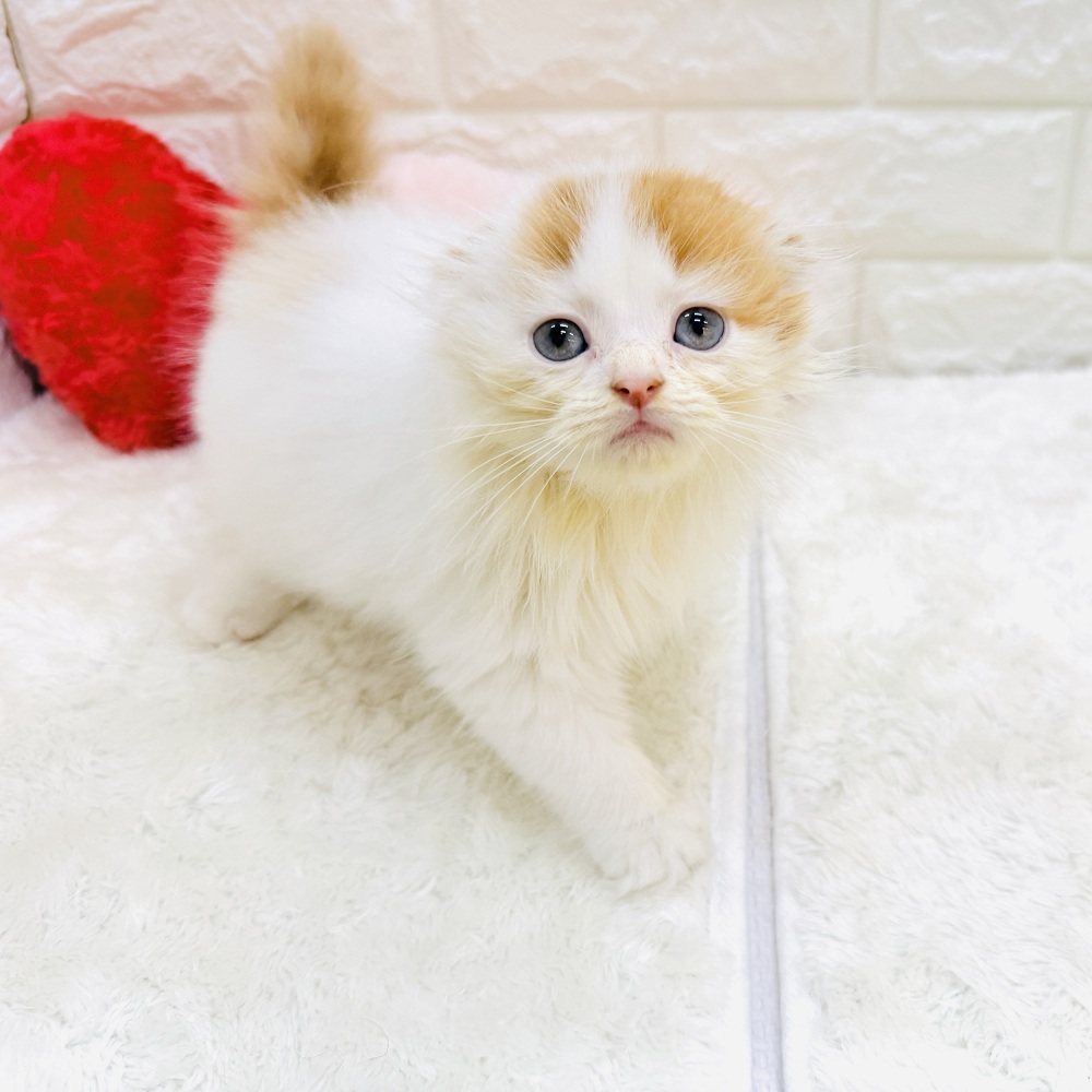 愛知県のスコティッシュフォールド (犬の家＆猫の里アミーゴ神の倉店/2026年8月28日生まれ/女の子/レッドタビーホワイトバン)の子猫の3枚目の画像