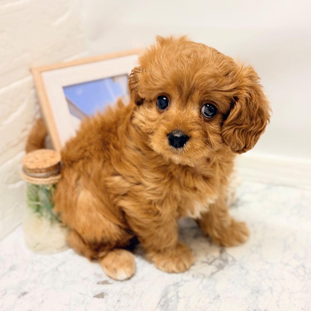愛知県のキャバプー(キャバリア×プードル) (犬の家＆猫の里豊田店/2026年8月28日生まれ/女の子/レッド)の子犬の3枚目の画像