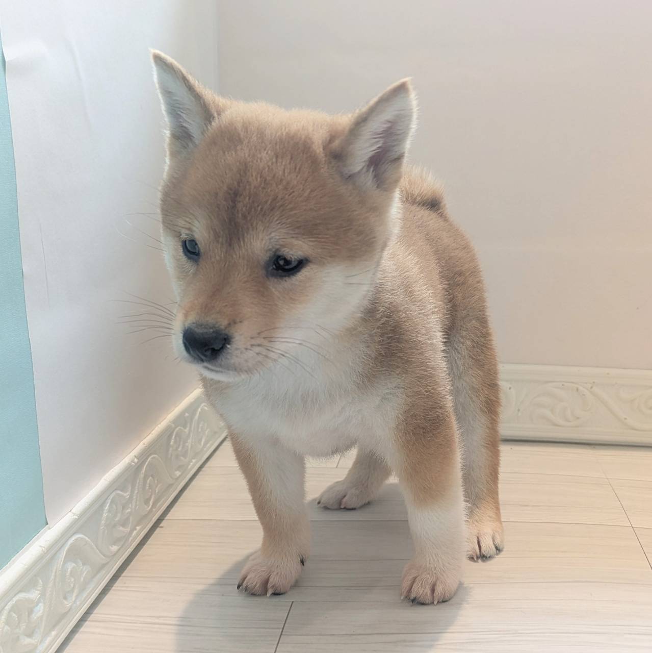 愛知県の柴犬(標準サイズ) (犬の家＆猫の里春日井本店/2026年2月15日生まれ/女の子/赤)の子犬の3枚目の画像