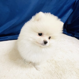 愛知県のポメラニアン (犬の家＆猫の里一宮店/2026年1月29日生まれ/女の子/クリーム)の子犬の3枚目の画像