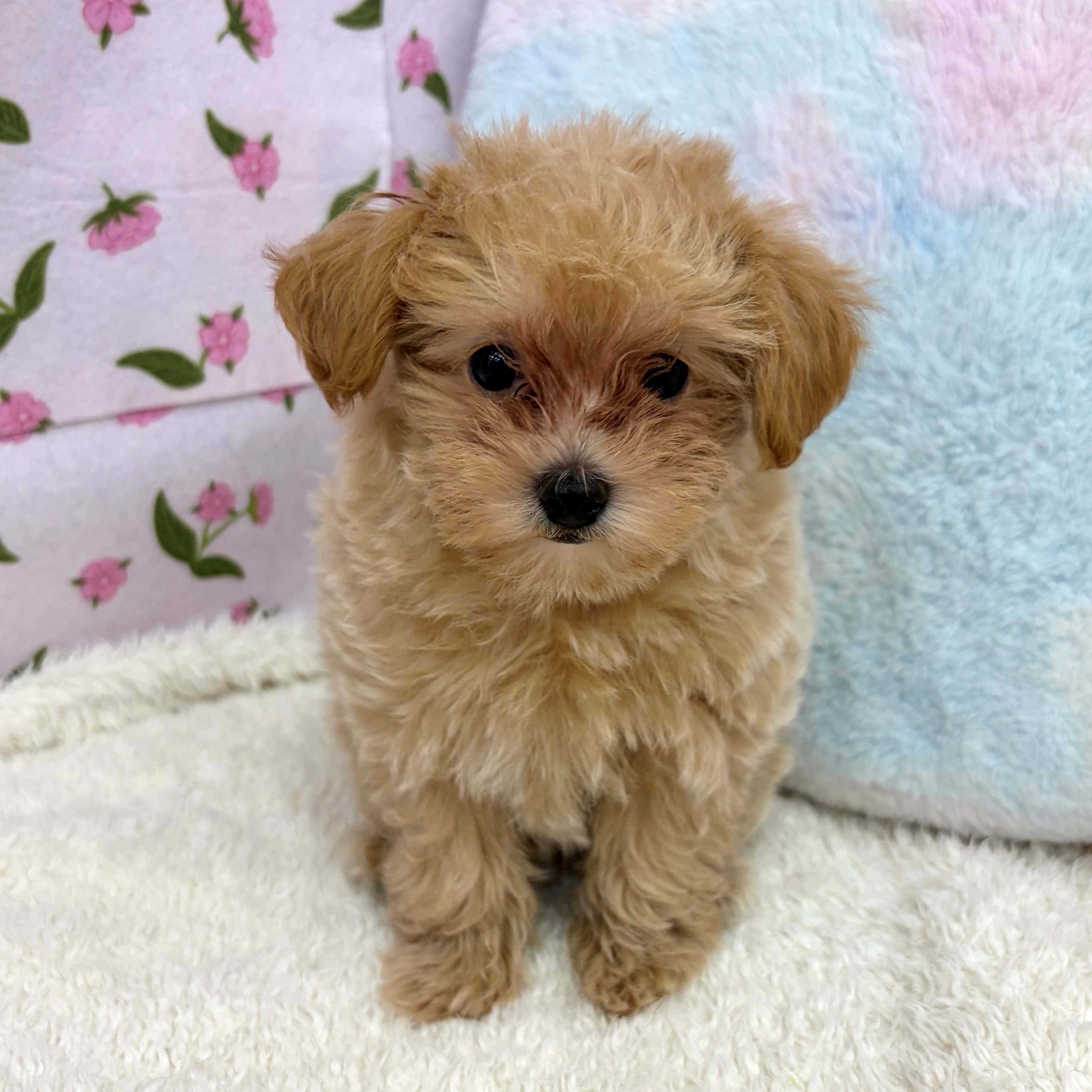 ハーフ犬女の子の写真