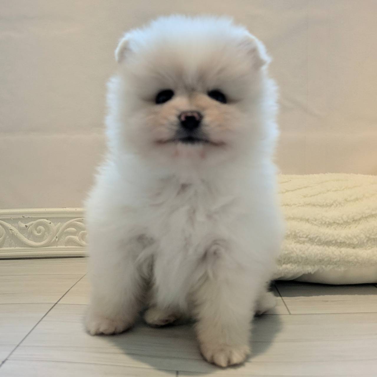 愛知県のポメラニアン (犬の家＆猫の里春日井本店/2026年3月14日生まれ/女の子/クリームホワイト)の子犬の3枚目の画像