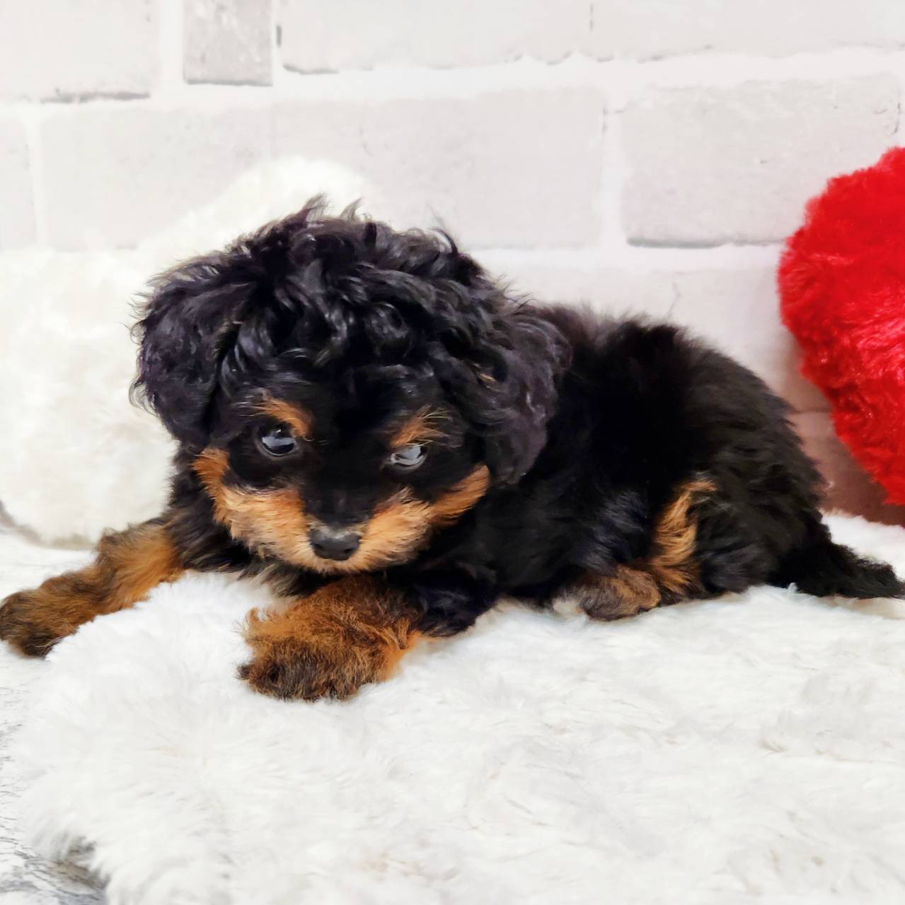 京都府のチワプー/プーチー(チワワ×プードル) (犬の家＆猫の里京都精華店/2025年12月16日生まれ/女の子/ブラックタンホワイト)の子犬の3枚目の画像