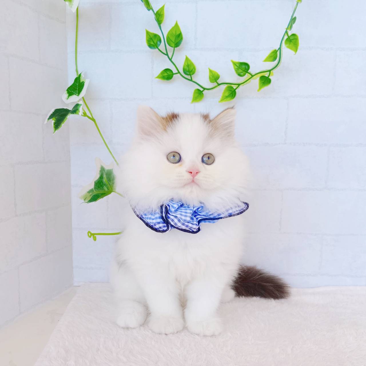 石川県のスコティッシュストレート (犬の家＆猫の里金沢店/2026年1月17日生まれ/男の子/ブラウンタビーホワイト)の子猫の3枚目の画像