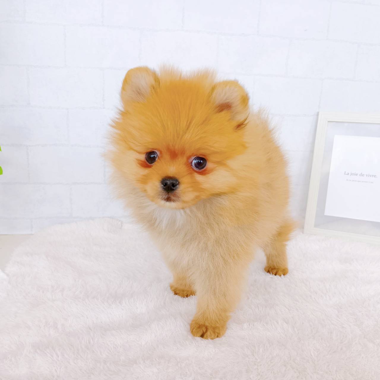 石川県のポメラニアン (犬の家＆猫の里金沢店/2026年1月21日生まれ/男の子/オレンジ)の子犬の3枚目の画像