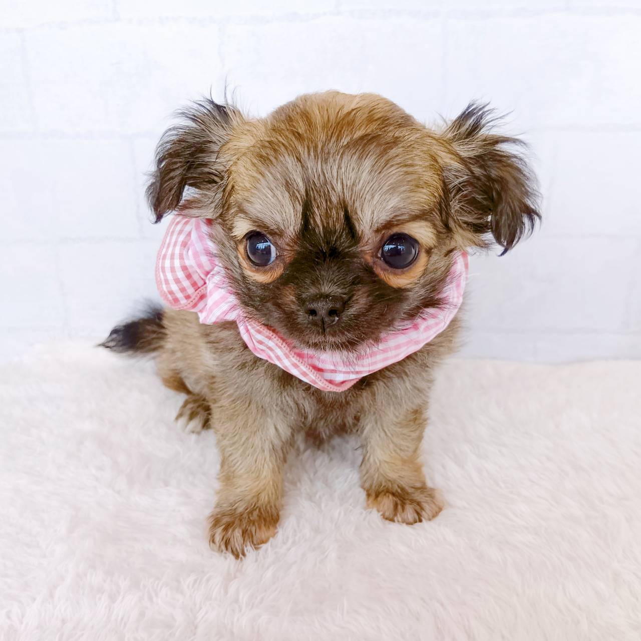 石川県のチワワ(ロング) (犬の家＆猫の里金沢店/2026年1月18日生まれ/女の子/フォーン)の子犬の3枚目の画像