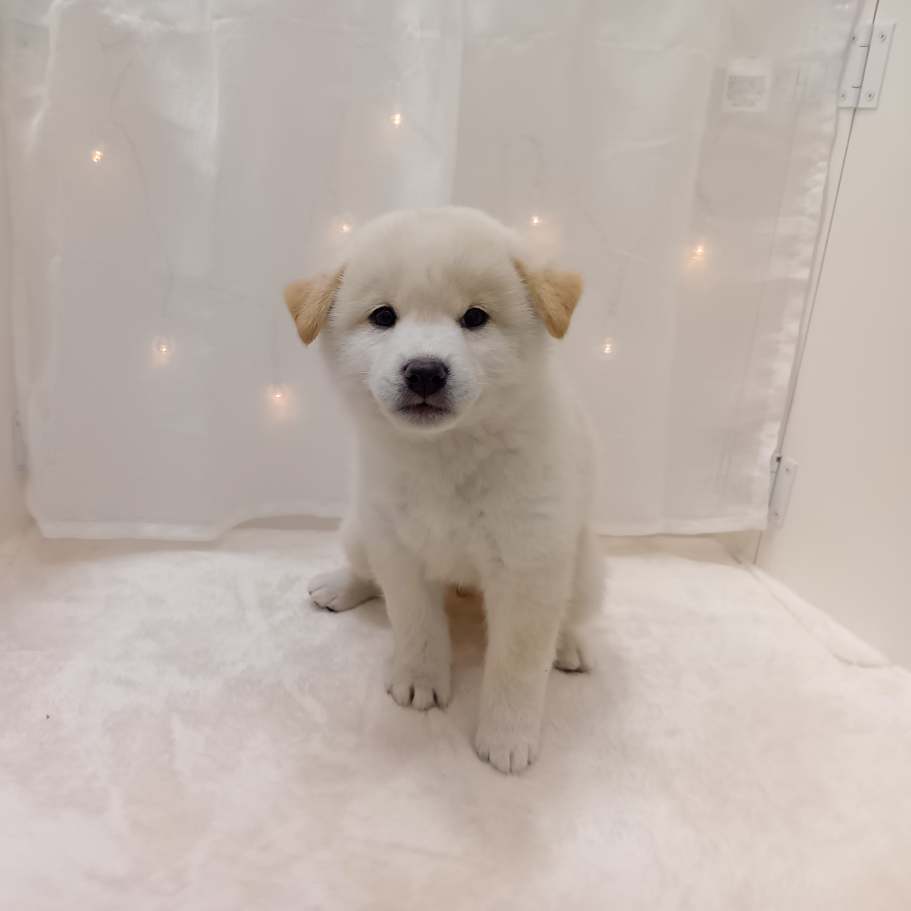 千葉県の柴犬(標準サイズ) (犬の家＆猫の里BIGHOPガーデンモール印西店/2025年3月3日生まれ/男の子/白)の子犬