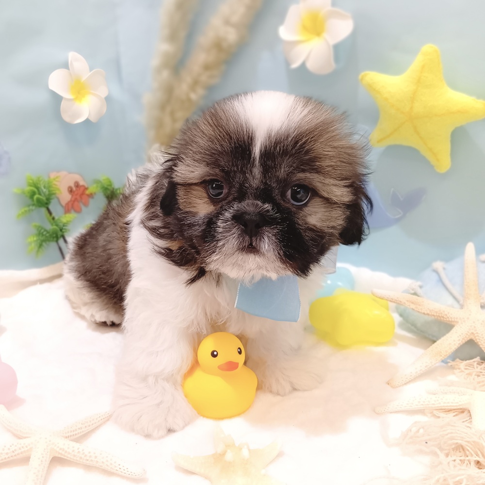 静岡県のシーズー (犬の家＆猫の里富士店/2025年5月7日生まれ/男の子/ホワイトゴールド)の子犬の3枚目の画像