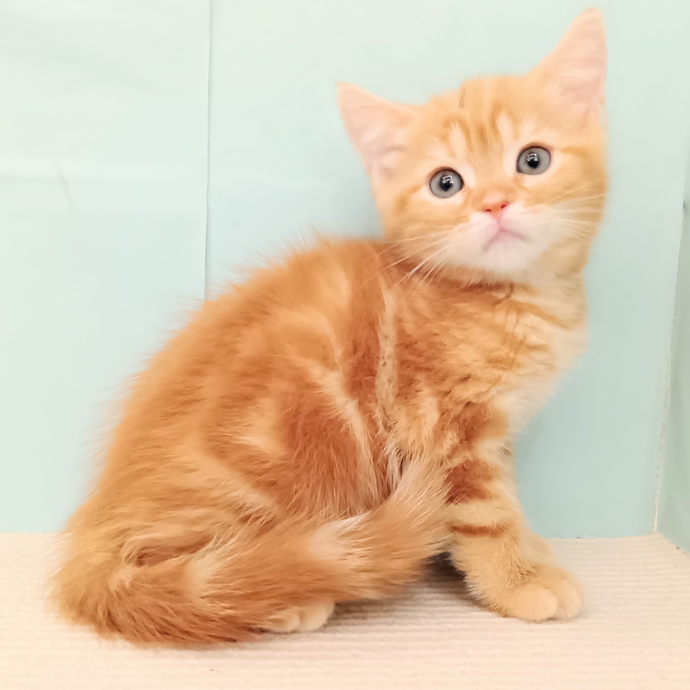 愛知県のマンチカン (犬の家＆猫の里春日井本店/2025年5月17日生まれ/女の子/レッドタビー)の子猫の3枚目の画像