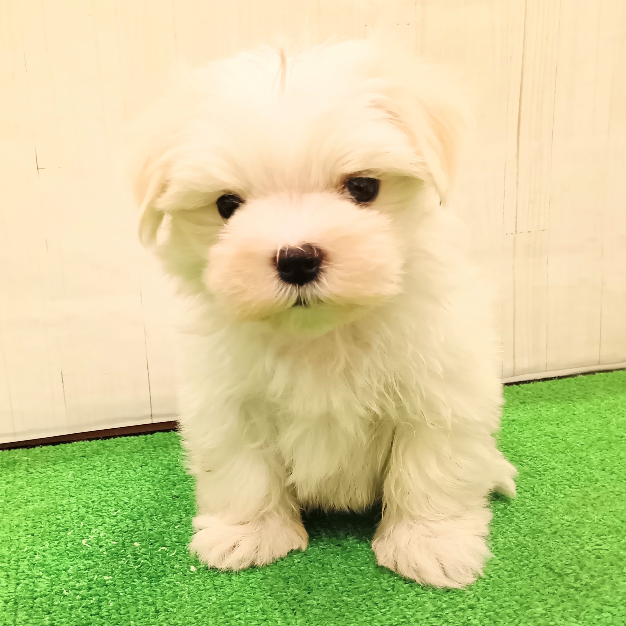 三重県のマルチーズ (犬の家＆猫の里三重桑名店/2025年5月24日生まれ/男の子/ホワイト)の子犬の3枚目の画像