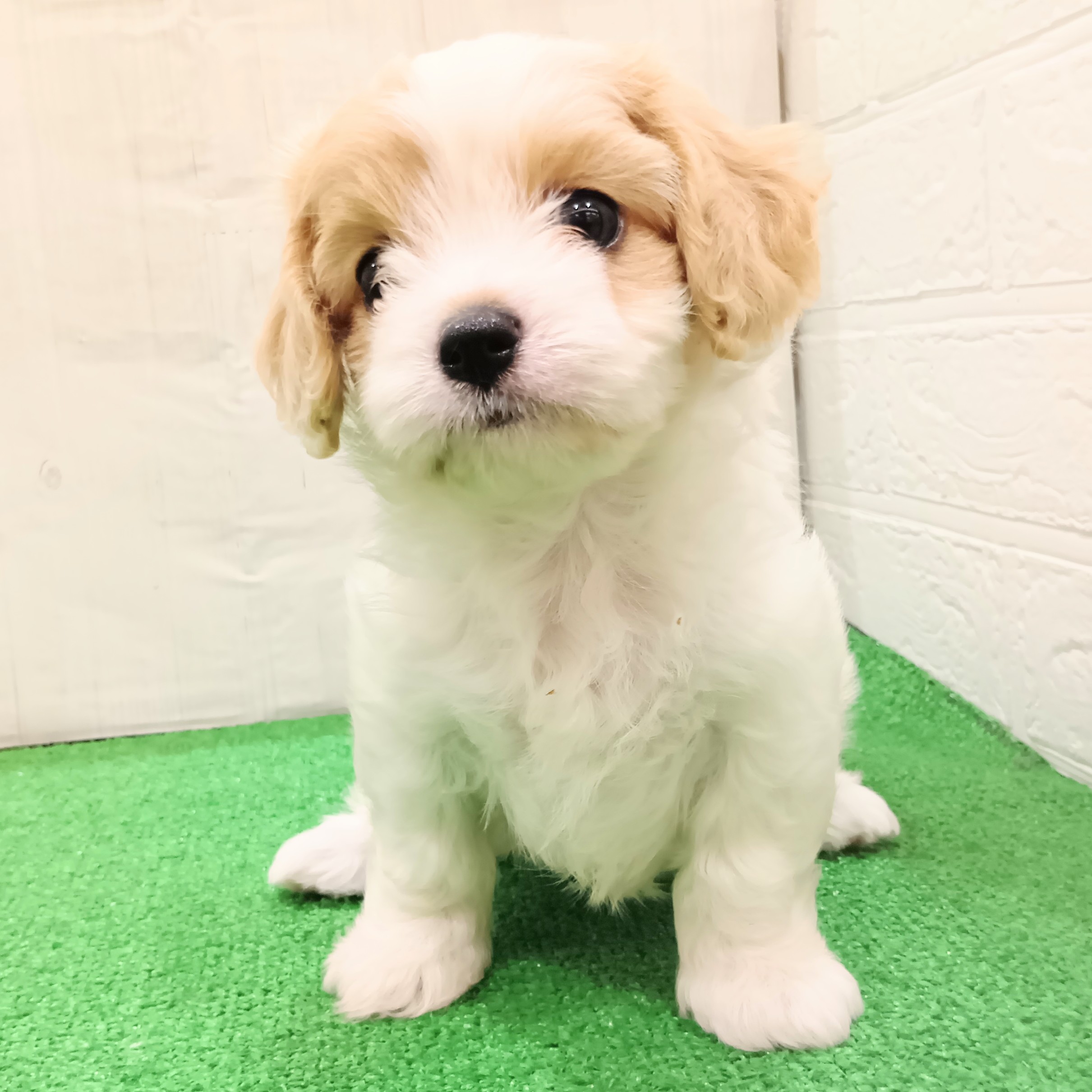 三重県のハーフ犬・ミックス犬 (犬の家＆猫の里三重桑名店/2025年5月22日生まれ/女の子/ブレンハイム)の子犬の3枚目の画像