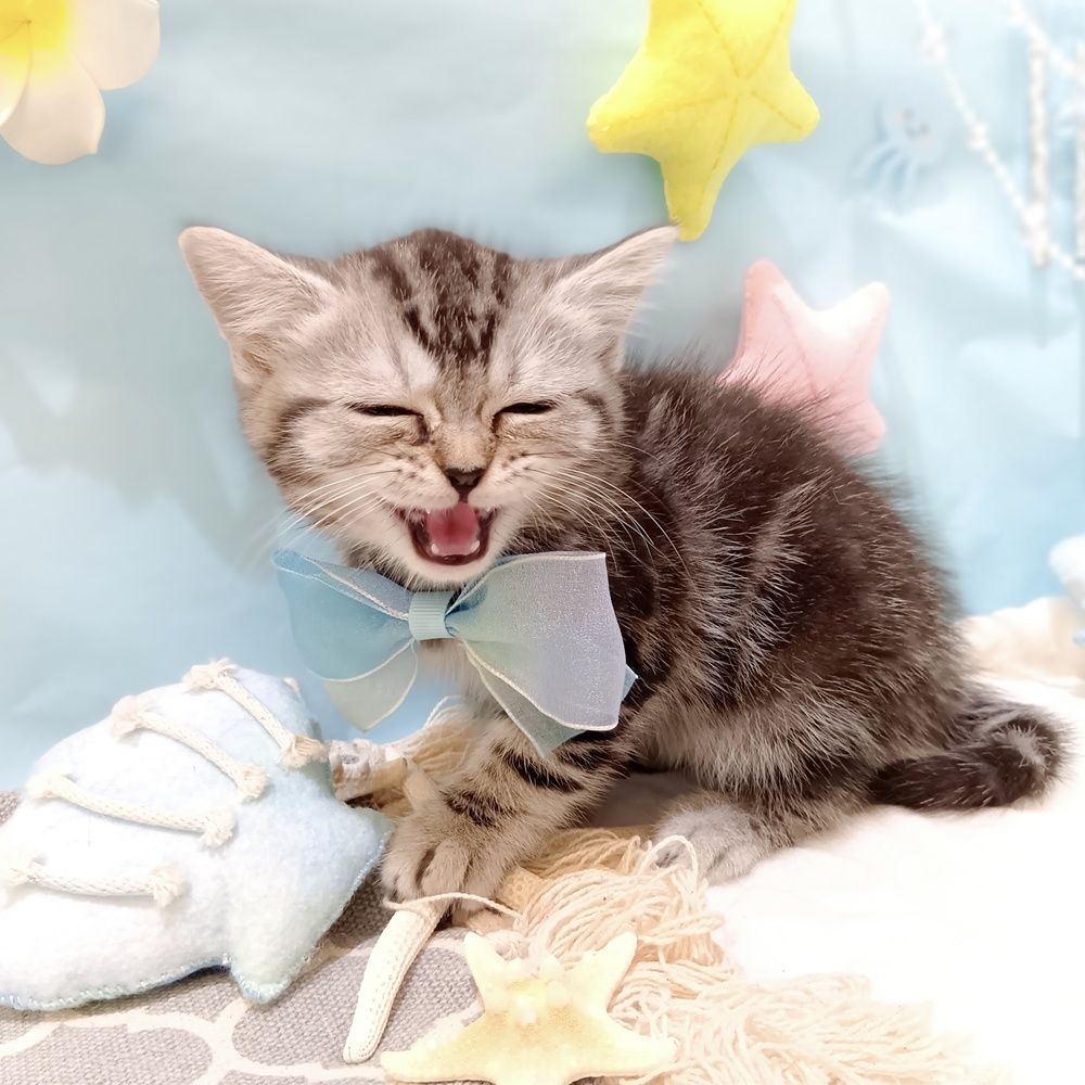 静岡県のマンチカン (犬の家＆猫の里富士店/2025年5月21日生まれ/男の子/シルバータビー)の子猫の3枚目の画像