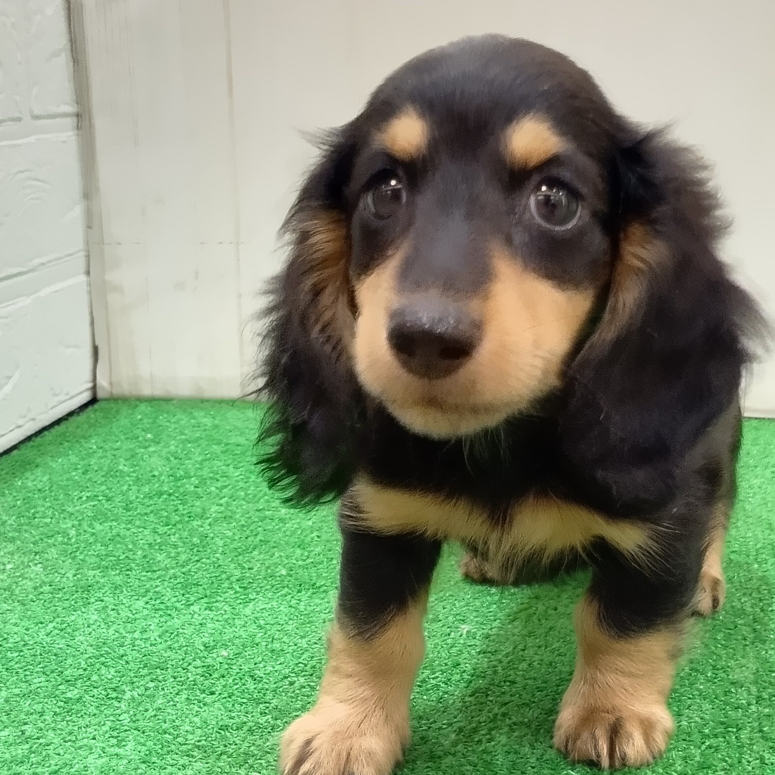 愛知県のミニチュアダックスフンド(ロング) (犬の家＆猫の里豊田店/2025年6月4日生まれ/男の子/ブラックイエロー)の子犬の3枚目の画像